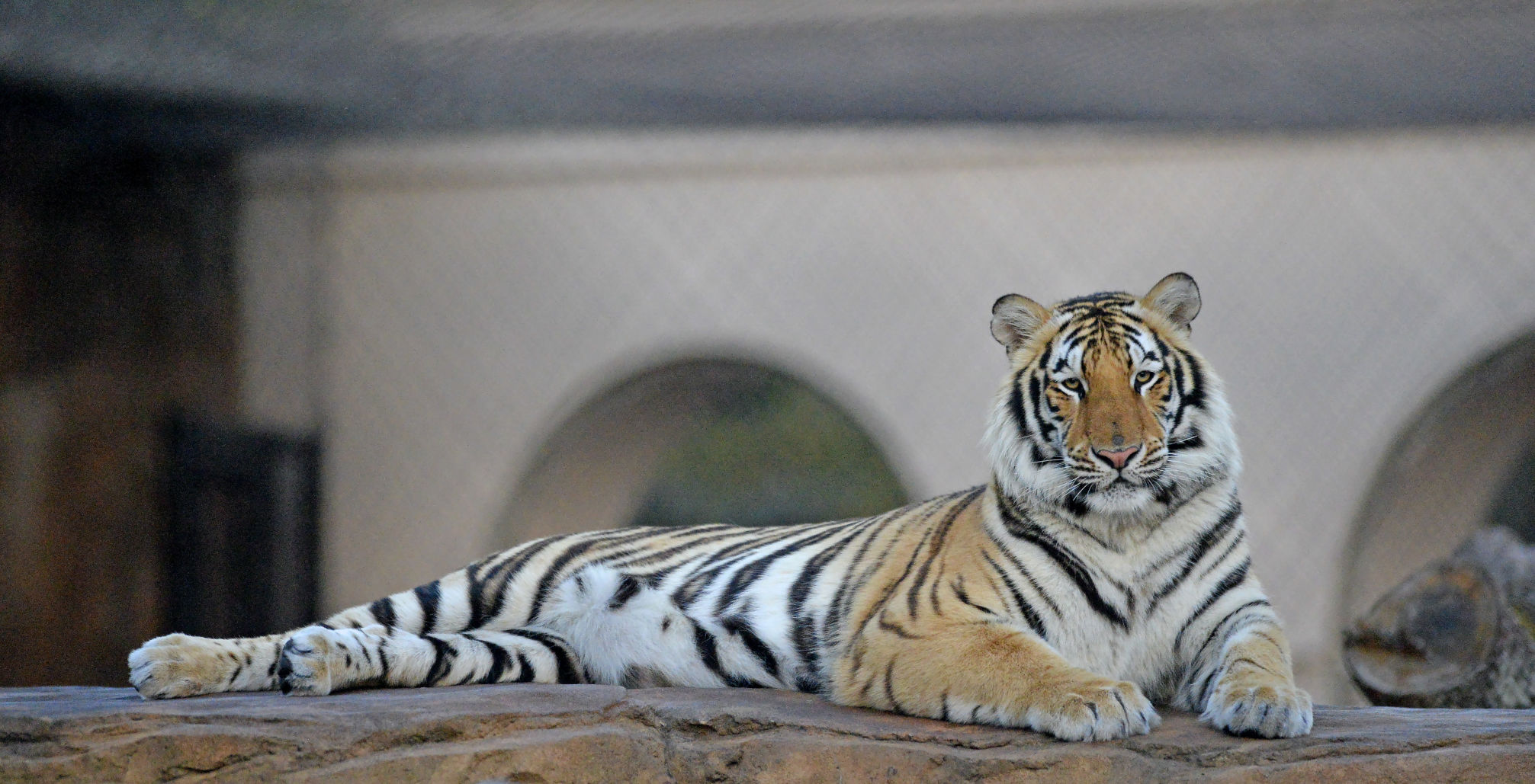 lsu football report tigers